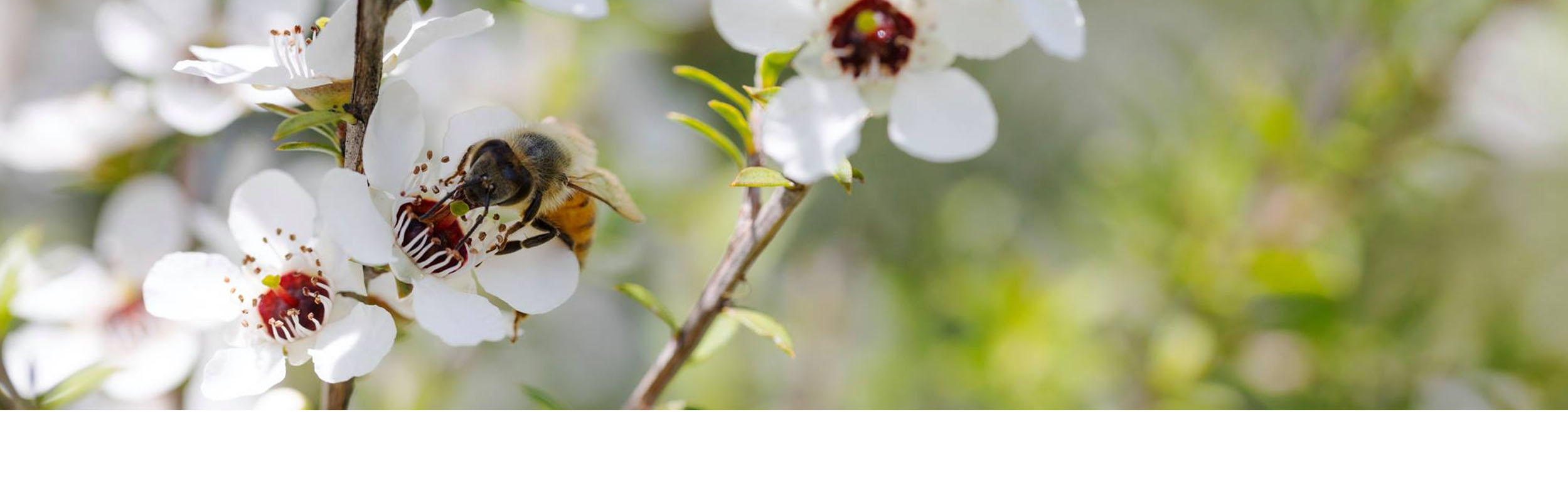 紐天然 manuka.jpg